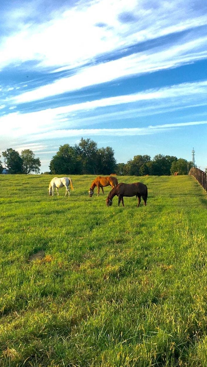 Horse Farms for Sale Winchester KY Kentucky Horse Farms for Sale
